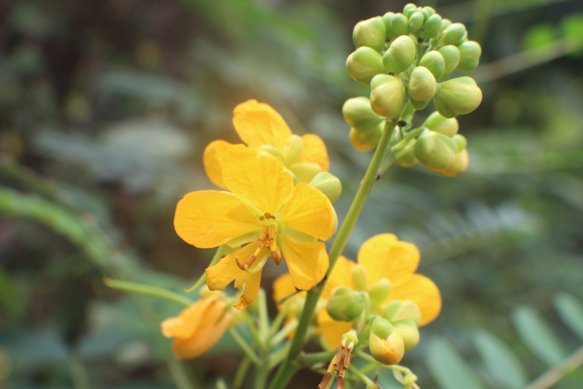 Senna sophera (L.) Roxb.